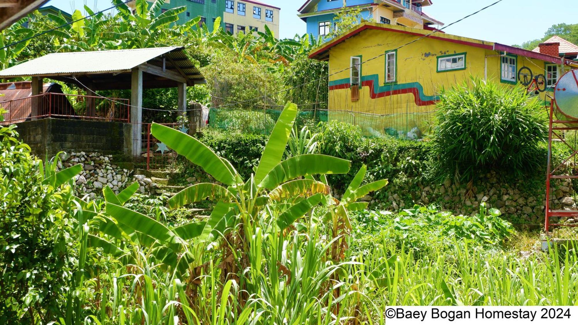 Baey Bogan Homestay Sagada Kültér fotó